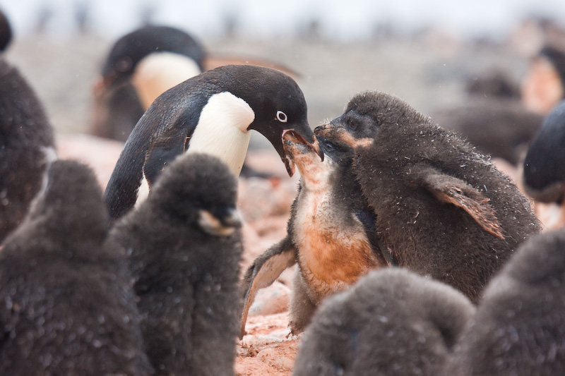 Adélie Penguin Feeding Chick
